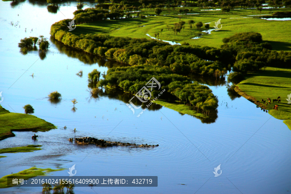 濕地牛群過河游泳