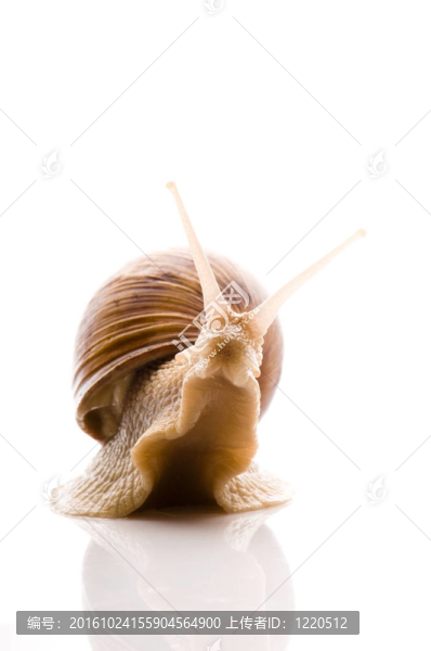 蝸牛。白色動物