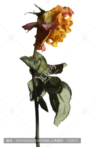 凋謝的玫瑰