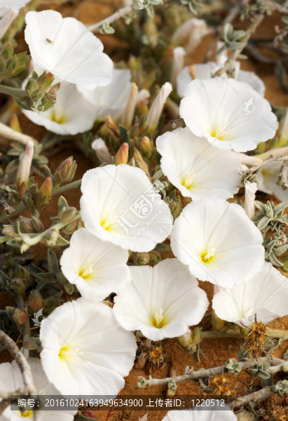 沙灘上的旋花