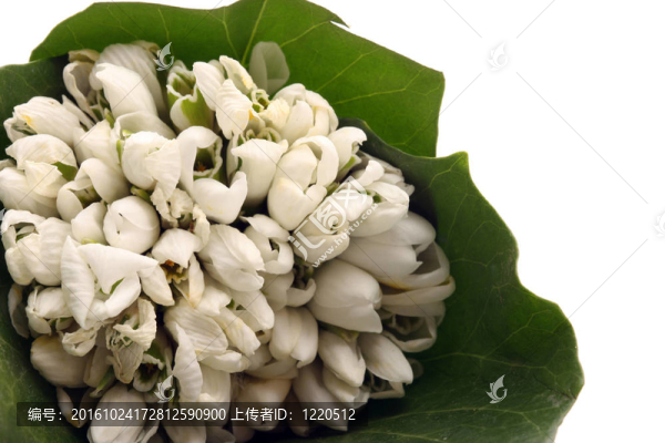 雪蓮花。