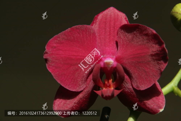 暗紅色的蝴蝶蘭