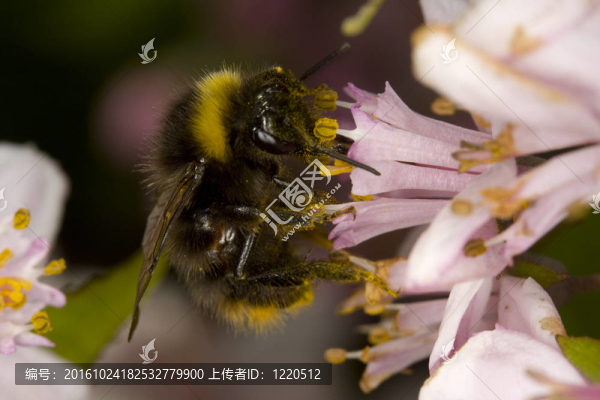 蜜蜂在花