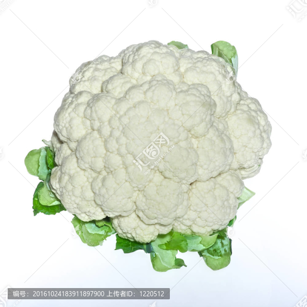 菜花White