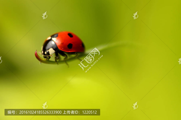 瓢蟲