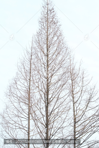 樹