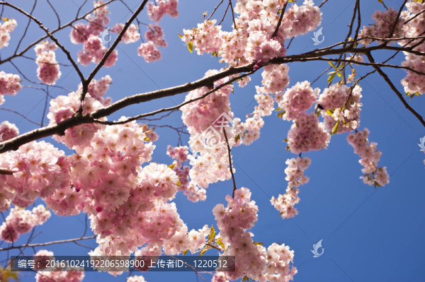 櫻花