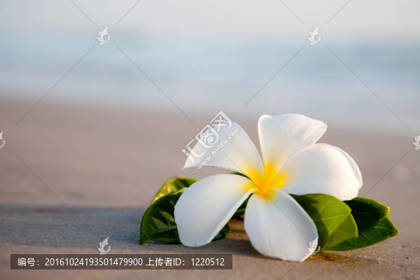 海灘上的美麗花朵