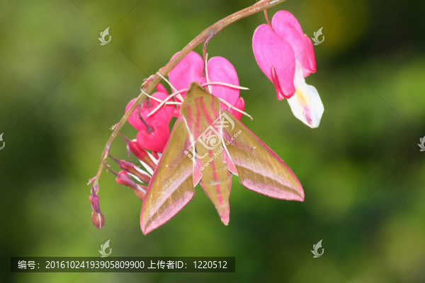 鷹蛾（夾竹桃愛(ài)爾彼諾）