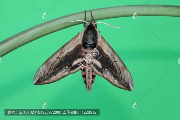 鷹蛾（獅身人面像女貞）