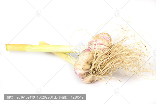 白色背景上的年輕大蒜