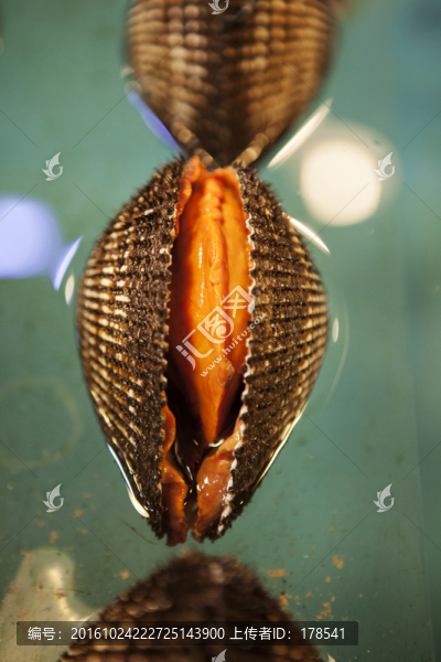 赤貝