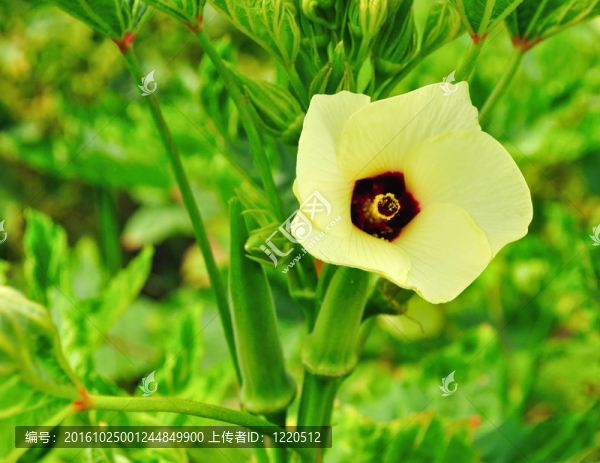 黃秋葵的花