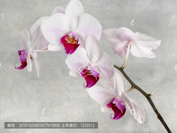 蘭花