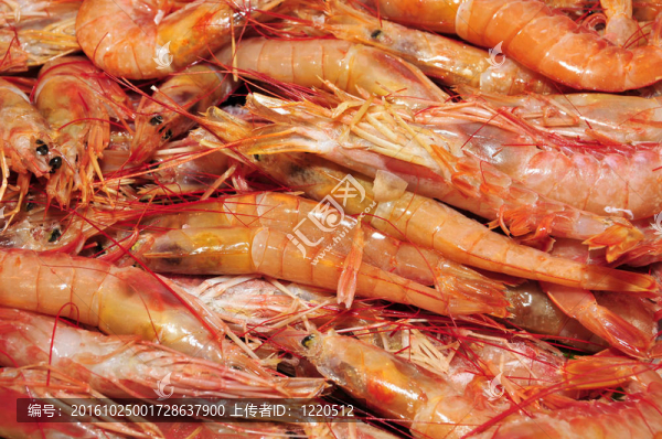 對(duì)蝦