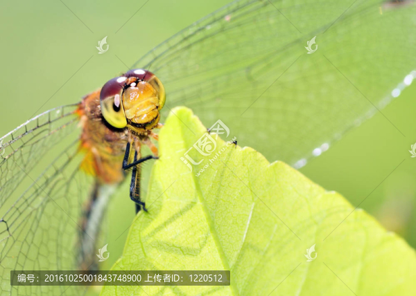 紅寶石meadowhawk