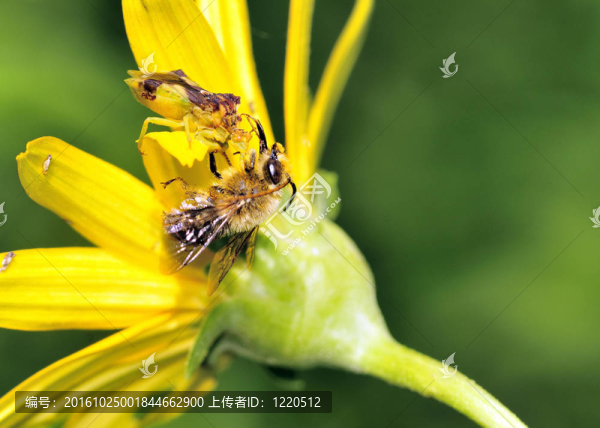 埋伏的bug
