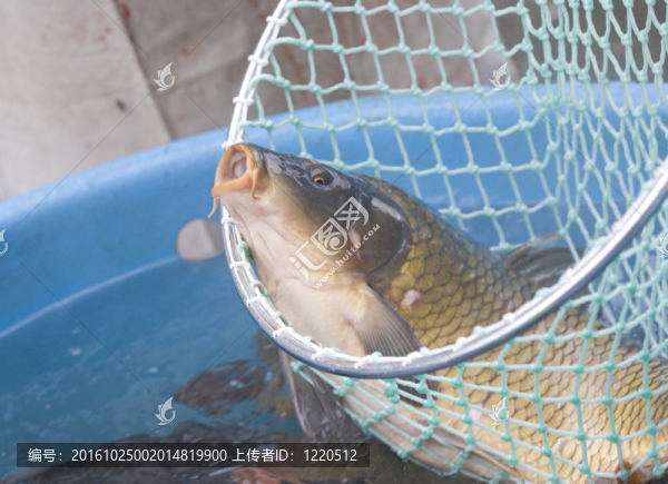 圣誕鯉魚（捷克圣誕傳統(tǒng)）
