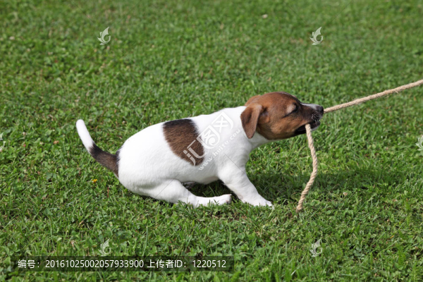 Jack,Russel,Terrier拽著繩子