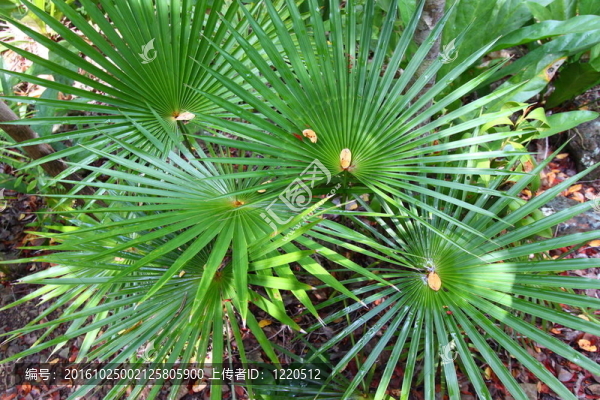 熱帶植物（USVI）