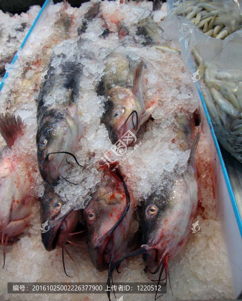 凍結貓魚
