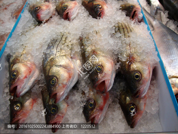 近冷凍魚