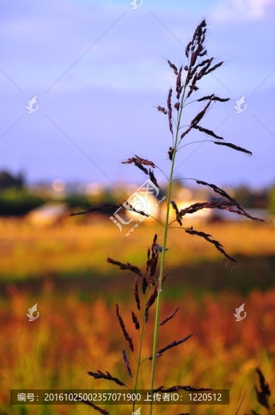 野草