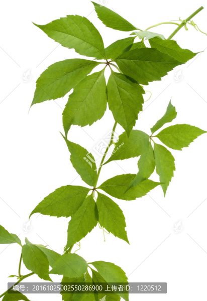 野葡萄葉