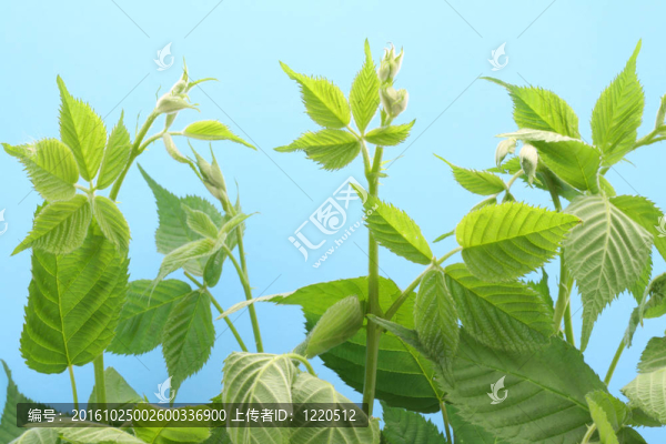 孤立在天空黑莓