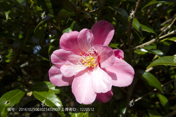 山茶花