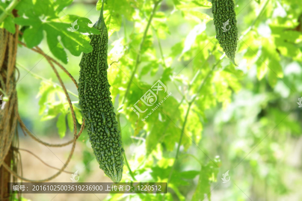 苦瓜
