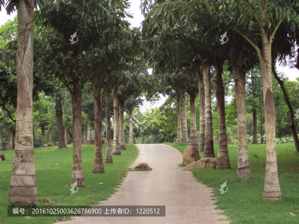 樹林中的小路