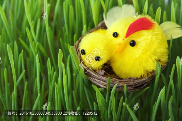 草中的復(fù)活節(jié)小雞