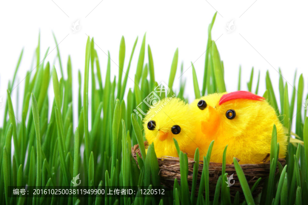 草中的復(fù)活節(jié)小雞