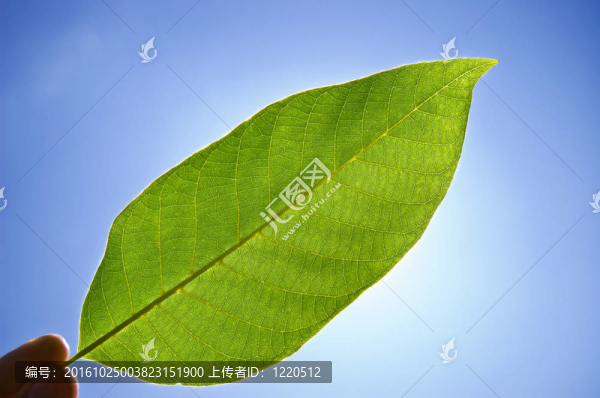 葉