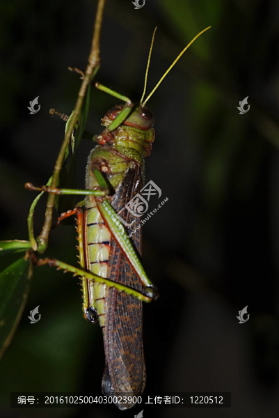巨大的蝗蟲（Tropidacris,collaris）