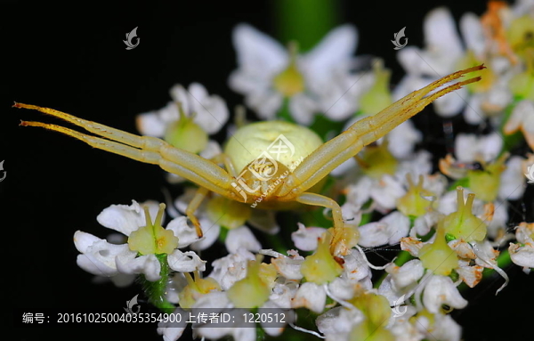 雌蟹蛛（Misumena,vatia）