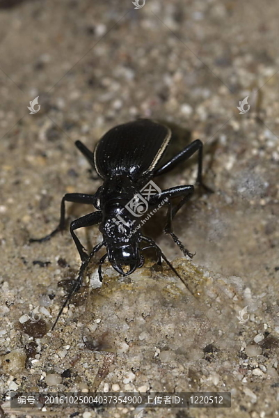 穴居的地面甲蟲（passalidius,fortipes）