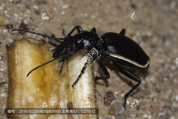 穴居的地面甲蟲（passalidius,fortipes）