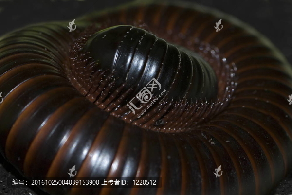 非洲巨大的千足蟲（spirostreptus竹材）