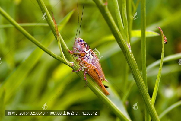 Roesel,s,bush的蟋蟀（Metrioptera,roeseli）