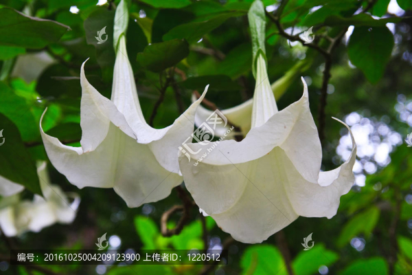 白色曼陀羅