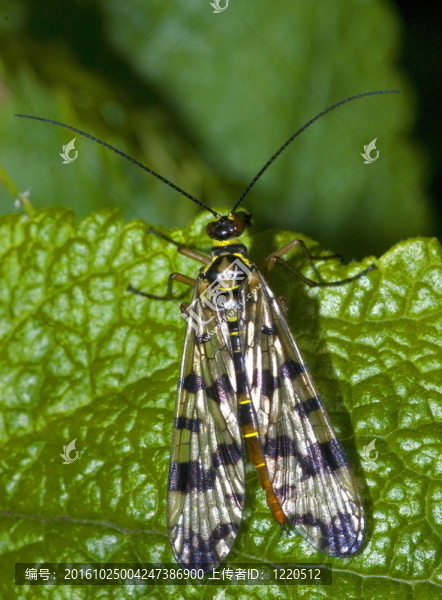 常見的蝎蛉（Panorpa,communis）