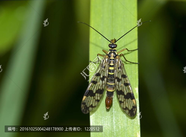 常見的蝎蛉（Panorpa,communis）