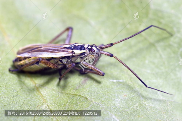 草甸植物的bug（圓額盲蝽dolobrata）