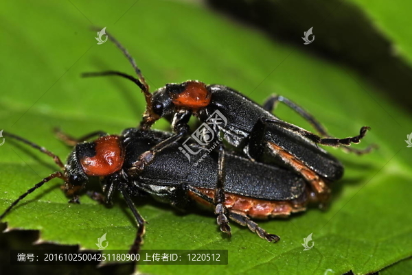 士兵甲（斑蝥fusca）交配
