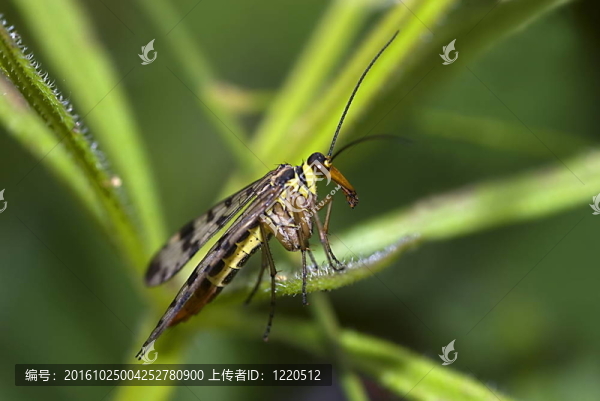 常見的蝎蛉（Panorpa,communis）