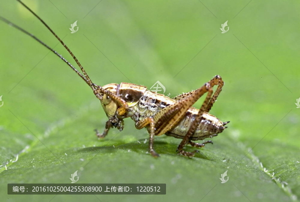 Roesel,s,bush的蟋蟀（Metrioptera,roeseli）