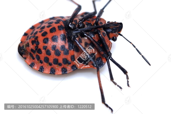 條紋盾蟲（Graphosoma,lineatum）