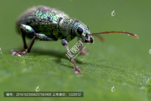 小綠甲蟲（Polydrusus,sericeus）在一片葉子上
